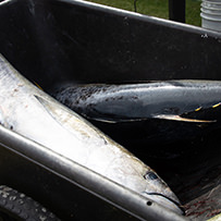 Dare County Boat Builders Foundation - Day 4 Photo